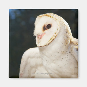 Aimant Plan rapproché de hibou sauvage