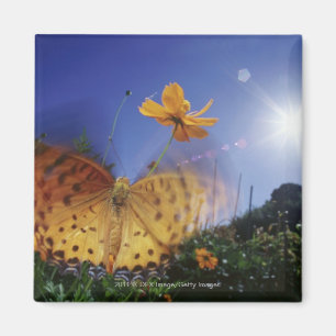 Aimant Plan rapproché de papillon, agitant des ailes