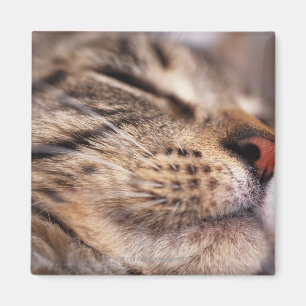 Aimant Plan rapproché des favoris et du museau de chat