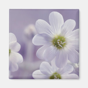Aimant Plan rapproché des fleurs 2