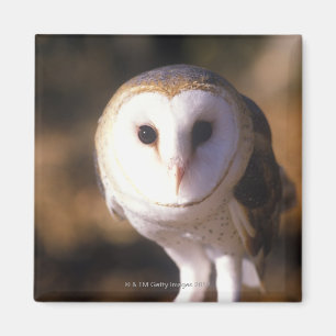 Aimant 'Plan rapproché du hibou de grange, terre entre