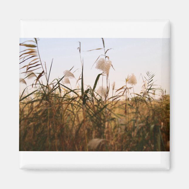 Aimant plante (Devant)