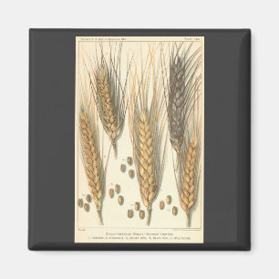 Aimant Plante de blé résistant à la sécheresse, Agricultu