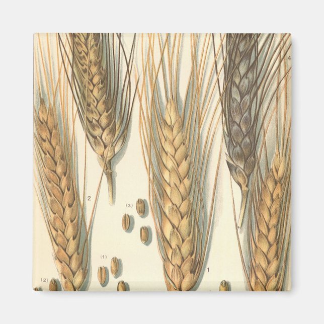 Aimant Plante de blé résistante à la sécheresse, agricult (Devant)