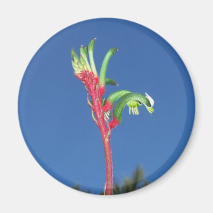 AIMANT PLANTE DE PATTE DE KANGOUROU