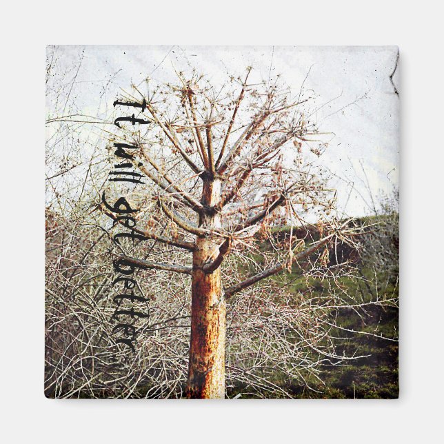 Aimant Plante Ferula sec (Devant)