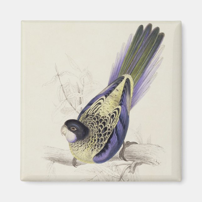 Aimant Platycercus Brownii, ou Parrakeet Brown (Plaque 2 (Devant)