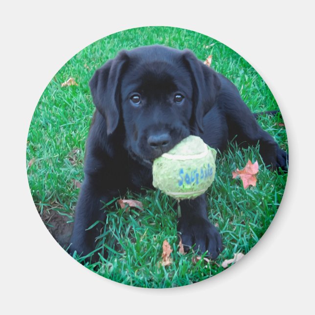 Aimant Play Ball - Labrador Puppy - Black Lab (Devant)