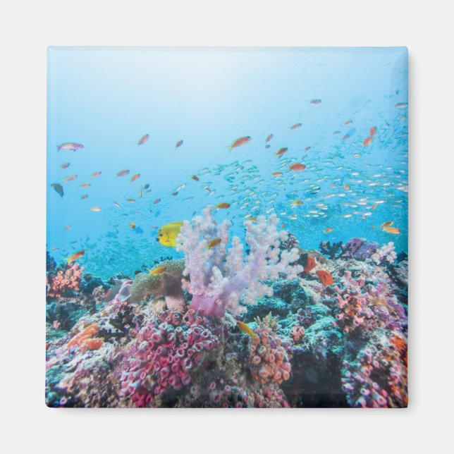 Aimant Plongée Avec Barrière Colorée Et Corail (Devant)