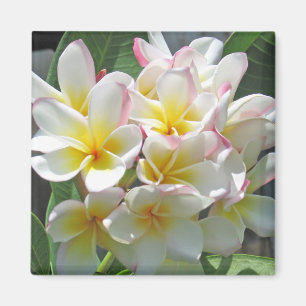 Aimant Plumeria