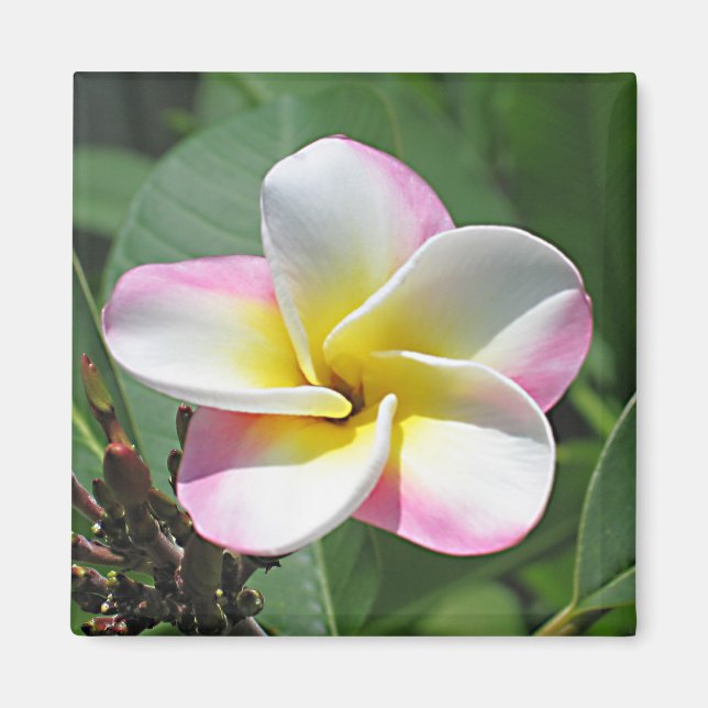 Aimant Plumeria (Devant)