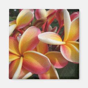 Aimant plumeria