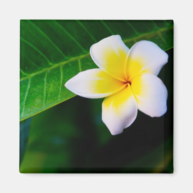 Aimant Plumeria (Devant)