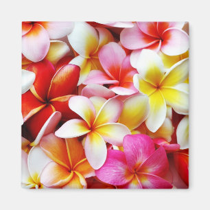Aimant Plumeria Frangipani Hawaii Fleur Customisée