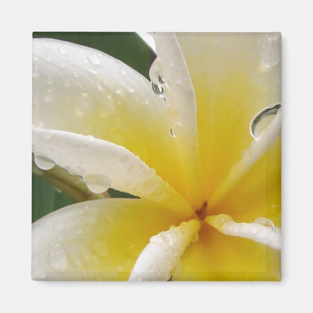 Aimant Plumeria jaune (Devant)