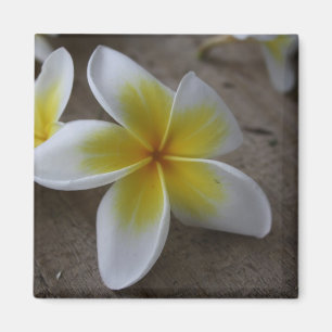 Aimant Plumeria - Photographie florale de frangipanier