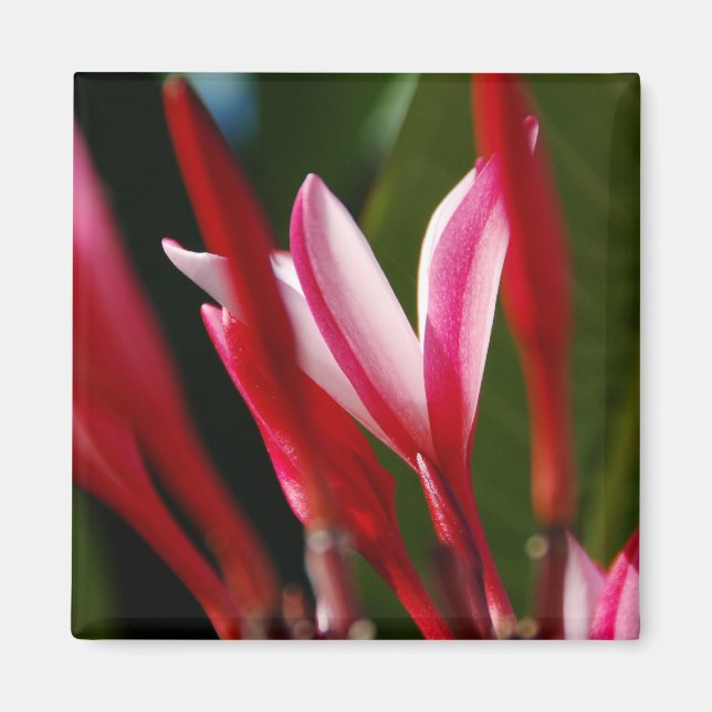 Aimant Plumeria rose (Devant)