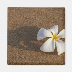 Aimant Plumeria sur la plage de sable, Maui, Hawaii, Éta