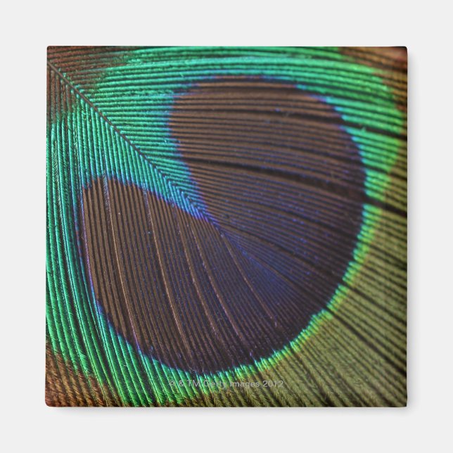 Aimant Plumes de paon (Devant)