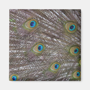 Aimant Plumes de paon