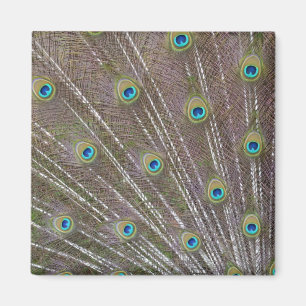 Aimant Plumes de paon