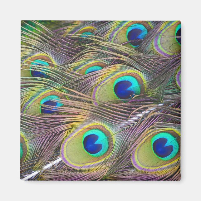 Aimant Plumes de paon (Devant)
