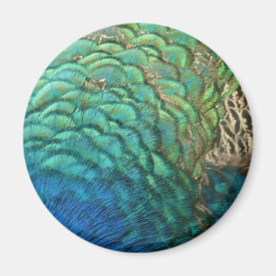 Aimant Plumes de paon I Design de nature abstrait coloré