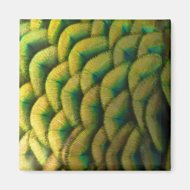 Aimant Plumes de paon II Nature colorée (Devant)