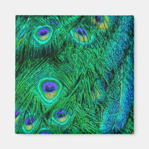 Aimant Plumes de paon rayonnantes Conception photo
