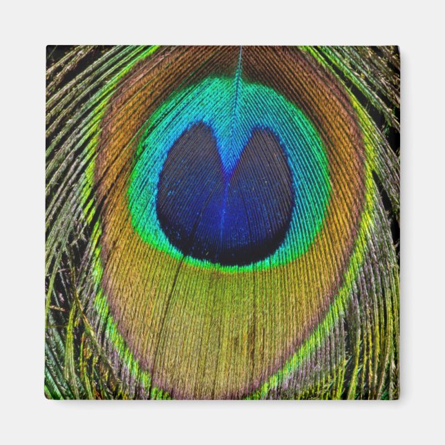 Aimant Plumes de queue de paon mâle (Devant)