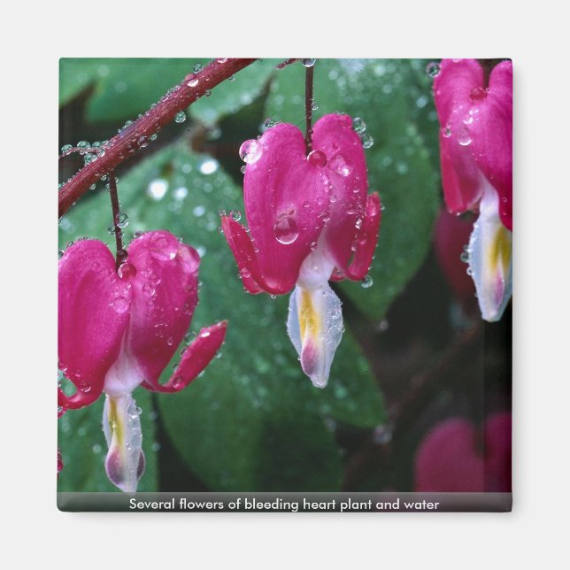 Aimant Plusieurs fleurs de saignement plante du coeur et  (Devant)