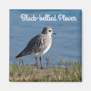 Aimant Pluvier à ventre noir