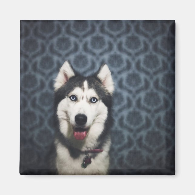 Aimant Poing Husky Puppy avec un fond sombre (Devant)