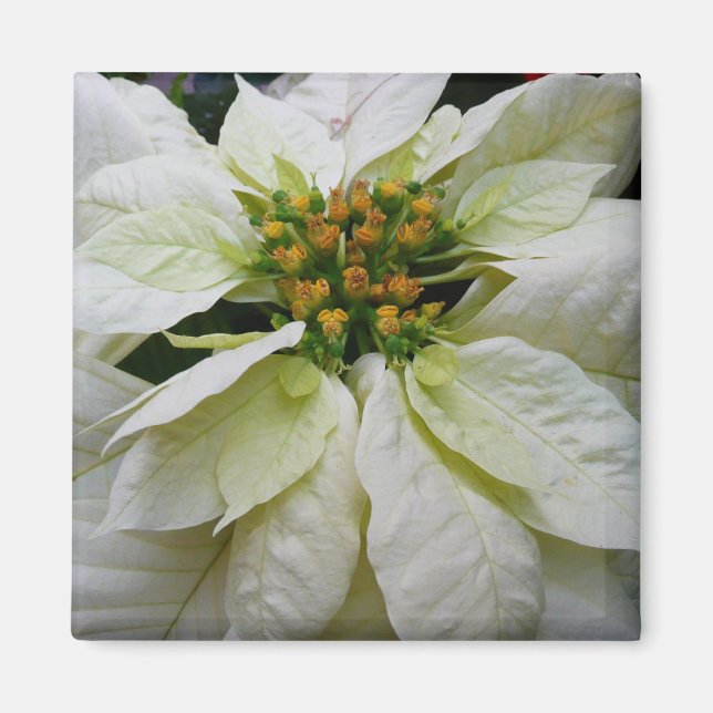 Aimant Poinsettia Elegant Christmas Holiday Floral (Devant)