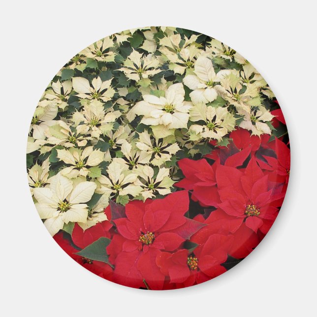 Aimant Poinsettias blanches et rouges I Holiday Floral (Devant)