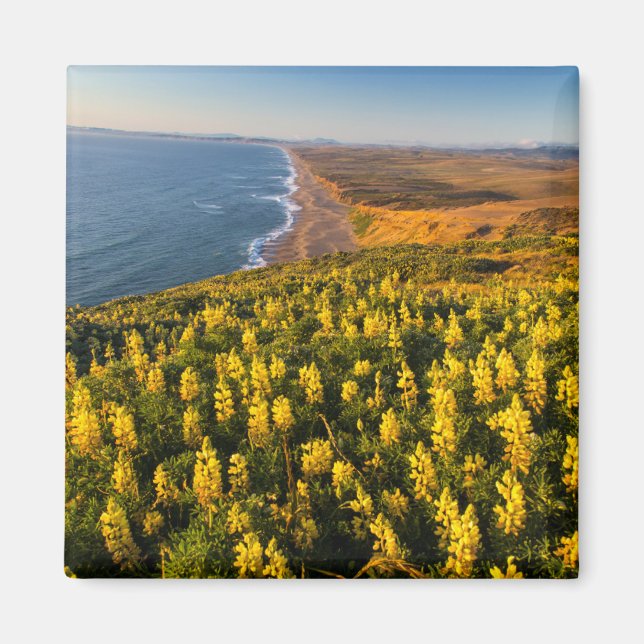 Aimant Point Reyes National Seashore Californie (Devant)