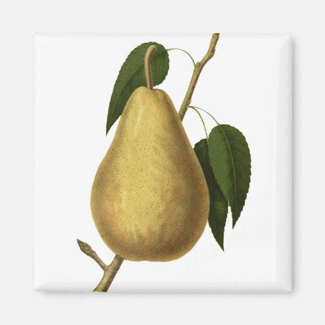 Aimant Poire Fruit Botanique (Devant)
