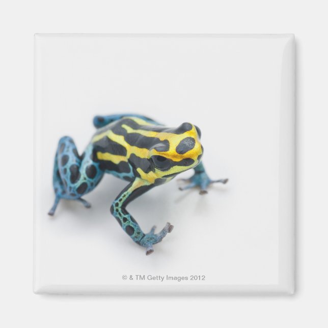 Aimant Poison noir, jaune et bleu grenouille à tarte (Devant)