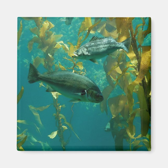 Aimant Poisson (Devant)