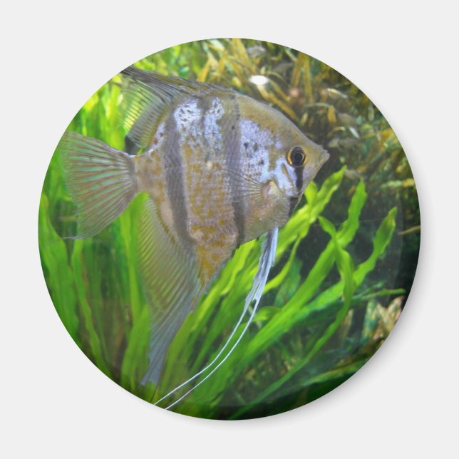 Aimant Poisson Angel (Devant)
