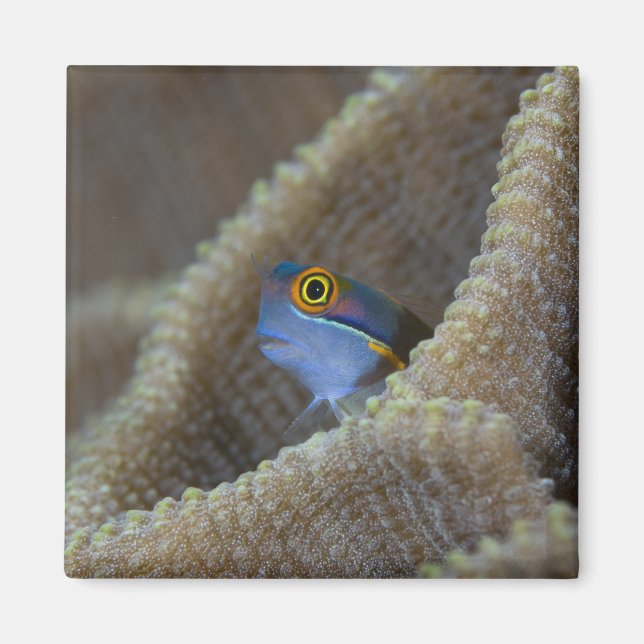 Aimant poisson blennie (Blenniidae) sortant sa tête (Devant)