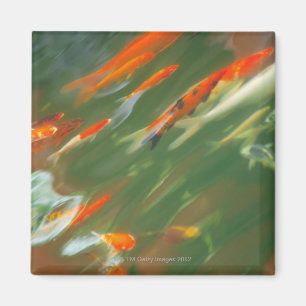 Aimant Poisson carpe Koi nageant dans un étang