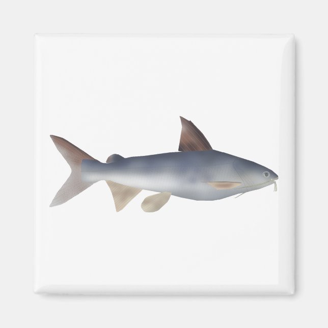 Aimant Poisson-chat tacheté (Devant)