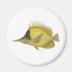 Aimant Poisson Chelmon Longirostris Tropical Jaune, Poiss
