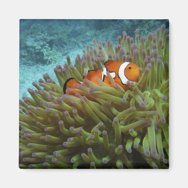 Aimant Poisson-clown occidental (Amphiprion ocellaris) (Devant)