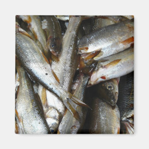 Aimant Poisson de méné du Nord