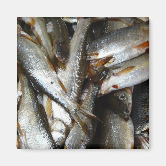 Aimant Poisson de méné du Nord (Devant)