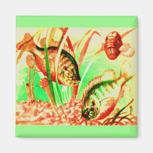 Aimant poisson d'eau douce