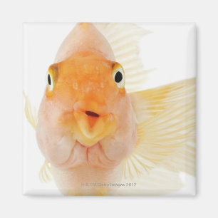 Aimant Poisson d'eau douce tropicale