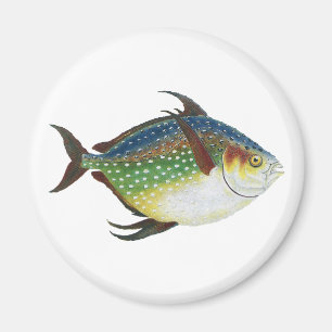 Aimant Poisson Opah tropical, animal aquatique marin Vint